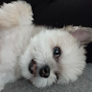 Meet your Posher, Geoffrey